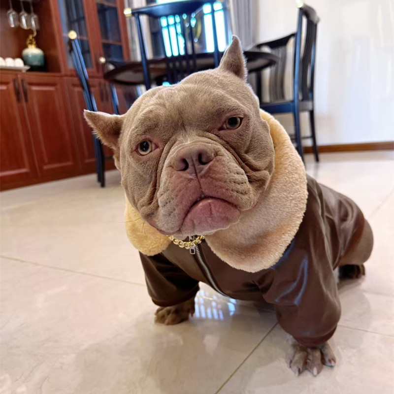 Winter Clothing In French - Abrigo para perro Pug, chaqueta de